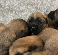 Betsy, a female Soft Coated Wheaten Terrier for sale in Salem, MO – 2 of 4