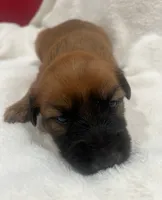 Tommy , a male Soft Coated Wheaten Terrier for sale in Salem, MO – 2 of 3