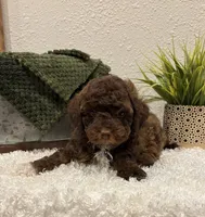 processed/3562a566-10e3-41e6-8dc1-910c6d465ec9/listing/72c4eb5d-0757-42d2-8a18-74bb38ed2775/919b9883-abb4-44ab-952a-e381c3dba0d2