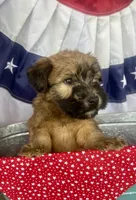 Reagan , a male Soft Coated Wheaten Terrier for sale in Salem, MO – 3 of 4