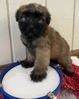 Lincoln , a male Soft Coated Wheaten Terrier for sale in Salem, MO – 2 of 2
