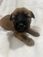Tommy , a male Soft Coated Wheaten Terrier for sale in Salem, MO – 1 of 3