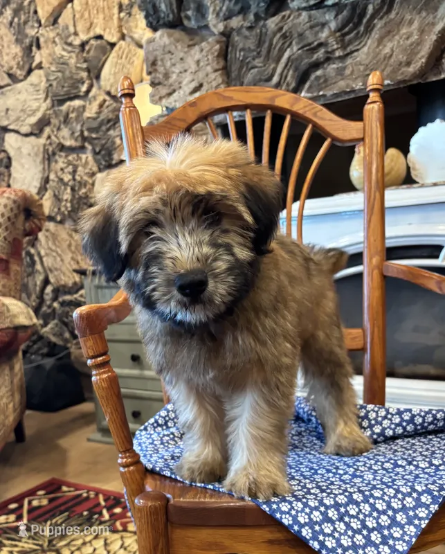 Teddy – Soft Coated Wheaten Terrier puppy for sale in Salem, MO