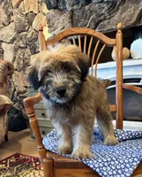 Teddy, a male Soft Coated Wheaten Terrier for sale in Salem, MO – 1 of 3