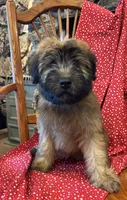 Lincoln, a male Soft Coated Wheaten Terrier for sale in Salem, MO – 2 of 3