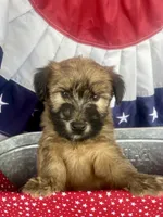 Reagan , a male Soft Coated Wheaten Terrier for sale in Salem, MO – 4 of 4