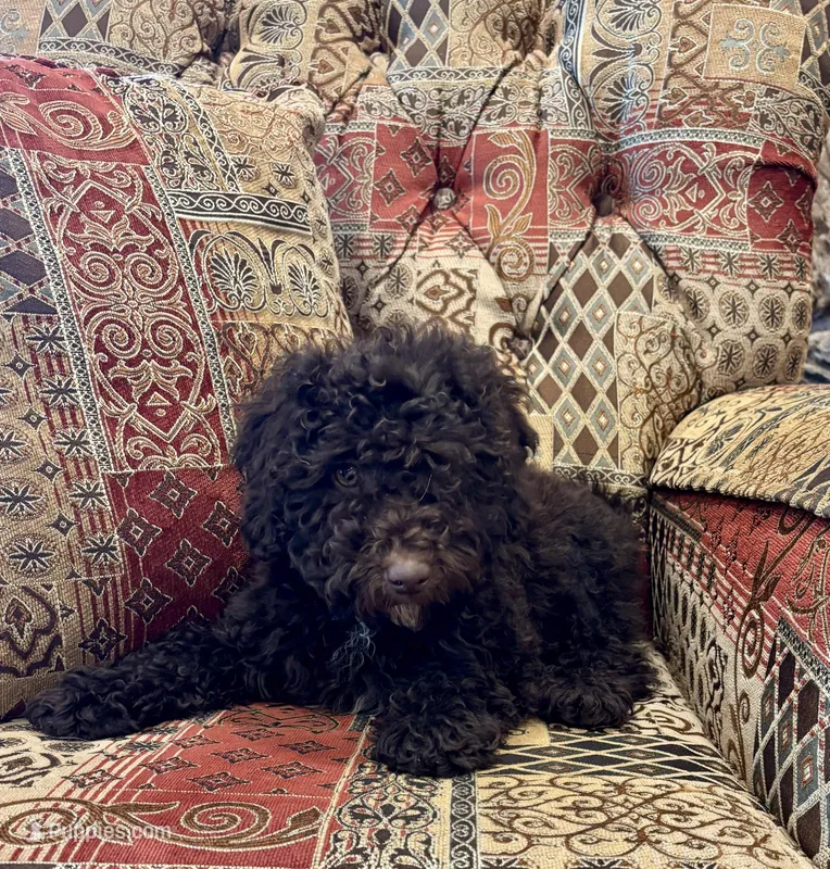 Candy - mini, a female Whoodle for sale in Salem, MO – Photo 1 of 2