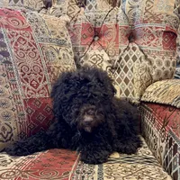 Candy - mini, a female Whoodle for sale in Lewisburg, PA – Photo 1 of 2