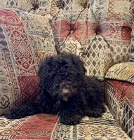 Candy - mini, a female Whoodle for sale in Salem, MO – Photo 1 of 2