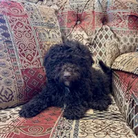 Candy - mini, a female Whoodle for sale in Lewisburg, PA – Photo 2 of 2