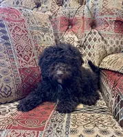 Candy - mini, a female Whoodle for sale in Salem, MO – Photo 2 of 2