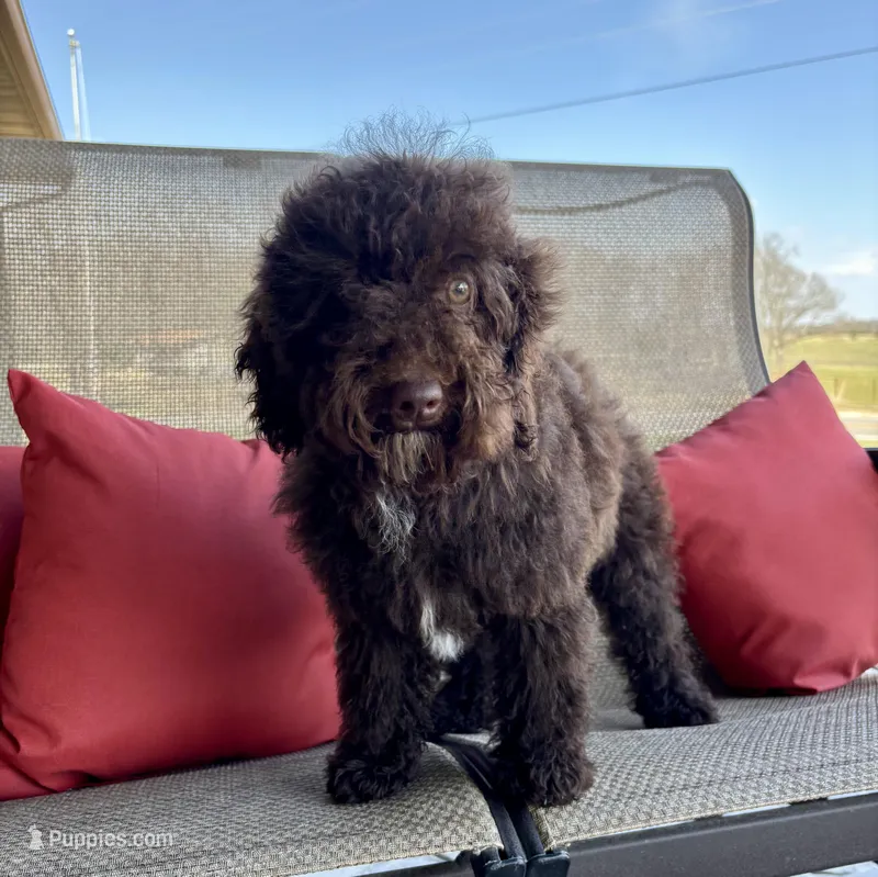 Candy - mini – Whoodle puppy for sale in Salem, MO
