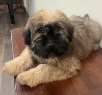 Zander, a male Soft Coated Wheaten Terrier for sale in Salem, MO – 3 of 3