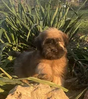Zander, a male Soft Coated Wheaten Terrier for sale in Salem, MO – 2 of 3