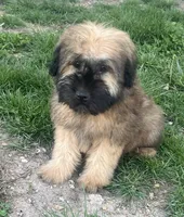 Zander, a male Soft Coated Wheaten Terrier for sale in Salem, MO – 1 of 3