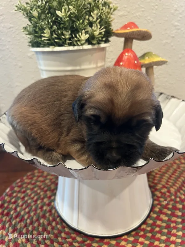 Betsy, a female Soft Coated Wheaten Terrier for sale in Salem, MO – 1 of 4