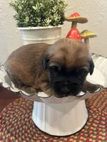 Betsy, a female Soft Coated Wheaten Terrier for sale in Salem, MO – 1 of 4