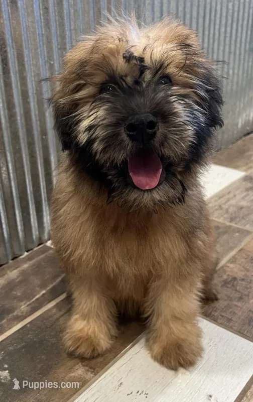 Zane – Soft Coated Wheaten Terrier puppy for sale in Salem, MO