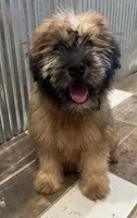 Zane, a male Soft Coated Wheaten Terrier for sale in Salem, MO – 1 of 1
