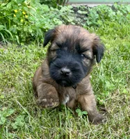 Lincoln , a male Soft Coated Wheaten Terrier for sale in Salem, MO – 2 of 2