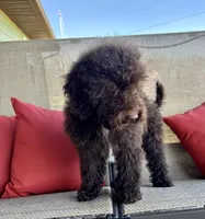 Candy-mini, a female Whoodle for sale in Salem, MO – 2 of 2