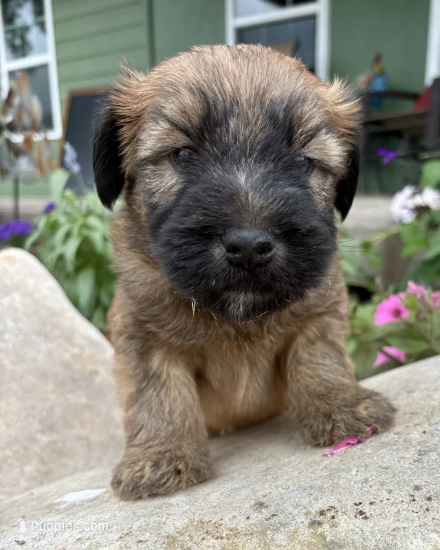 Betsy – Soft Coated Wheaten Terrier puppy for sale in Salem, MO