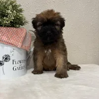 Zander, a male Soft Coated Wheaten Terrier for sale in Lewisburg, PA – Photo 1 of 5