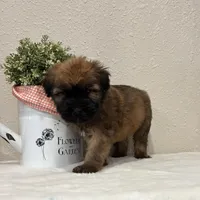 Zander, a male Soft Coated Wheaten Terrier for sale in Lewisburg, PA – Photo 3 of 5