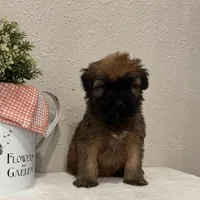 Zander, a male Soft Coated Wheaten Terrier for sale in Lewisburg, PA – Photo 5 of 5