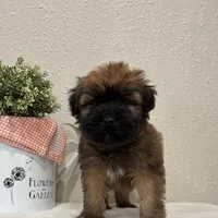 Zander, a male Soft Coated Wheaten Terrier for sale in Lewisburg, PA – Photo 2 of 5