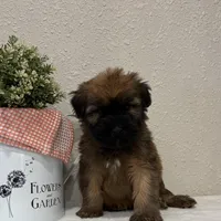 Zander, a male Soft Coated Wheaten Terrier for sale in Lewisburg, PA – Photo 4 of 5