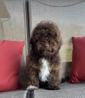 Theo, a male Whoodle for sale in Salem, MO – Photo 1 of 3