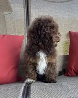 Theo, a male Whoodle for sale in Salem, MO – Photo 3 of 3