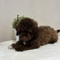 Theo, a male Whoodle for sale in Lewisburg, PA – Photo 3 of 6