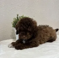 Theo, a male Whoodle for sale in Salem, MO – Photo 2 of 6