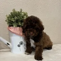 Theo, a male Whoodle for sale in Lewisburg, PA – Photo 4 of 6
