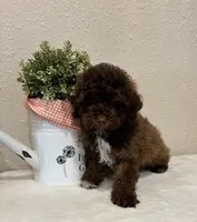 Theo, a male Whoodle for sale in Salem, MO – Photo 3 of 6