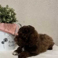 Theo, a male Whoodle for sale in Lewisburg, PA – Photo 2 of 6