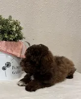 Theo, a male Whoodle for sale in Salem, MO – Photo 4 of 6