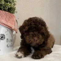 Theo, a male Whoodle for sale in Lewisburg, PA – Photo 1 of 6