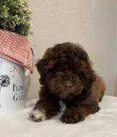 Theo, a male Whoodle for sale in Salem, MO – Photo 1 of 6