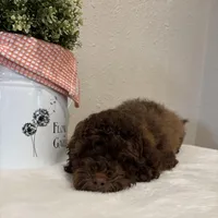 Theo, a male Whoodle for sale in Lewisburg, PA – Photo 6 of 6