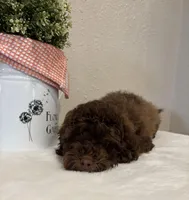 Theo, a male Whoodle for sale in Salem, MO – Photo 6 of 6