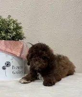 Theo, a male Whoodle for sale in Salem, MO – Photo 5 of 6