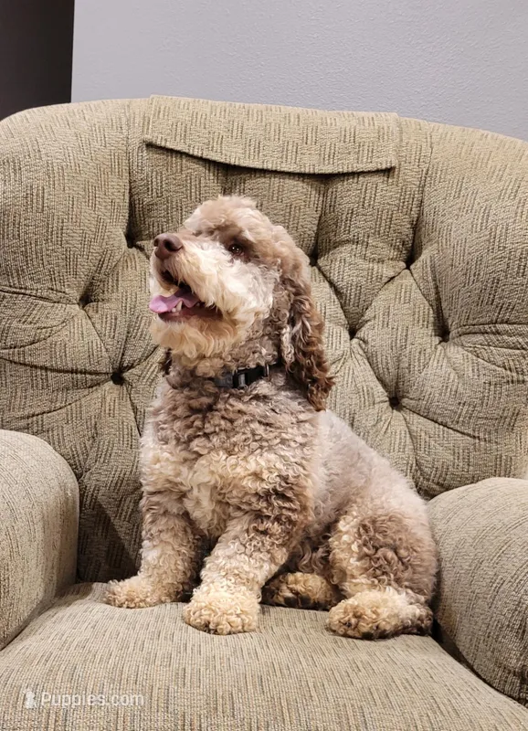 Branson – Poodle - Miniature  puppy for sale in Salem, MO