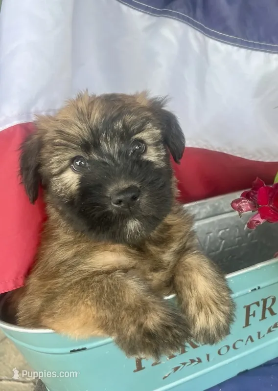 Betsy – Soft Coated Wheaten Terrier puppy for sale in Salem, MO