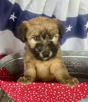Reagan , a male Soft Coated Wheaten Terrier for sale in Salem, MO – 2 of 4