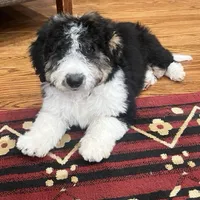 Wade -mini, a male Miniature Aussiedoodle for sale in Salem, MO – Photo 1 of 2