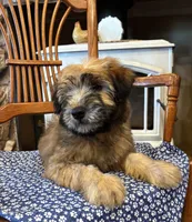 Teddy, a male Soft Coated Wheaten Terrier for sale in Salem, MO – 3 of 3
