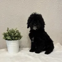 Titan, a male Whoodle for sale in Salem, MO – Photo 2 of 3